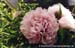 Rockii Peony: FEN LING